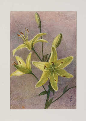 Шипиленко Александр Кузьмич. Лот из трех рисунков с лилиями 